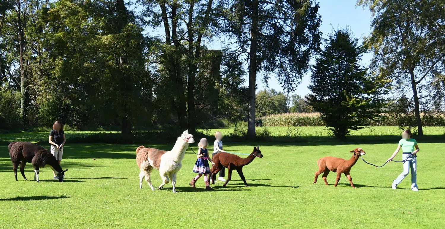 Rahmenprogramm-fuer-Tagungen-Alpaka-BO-Parkhotel