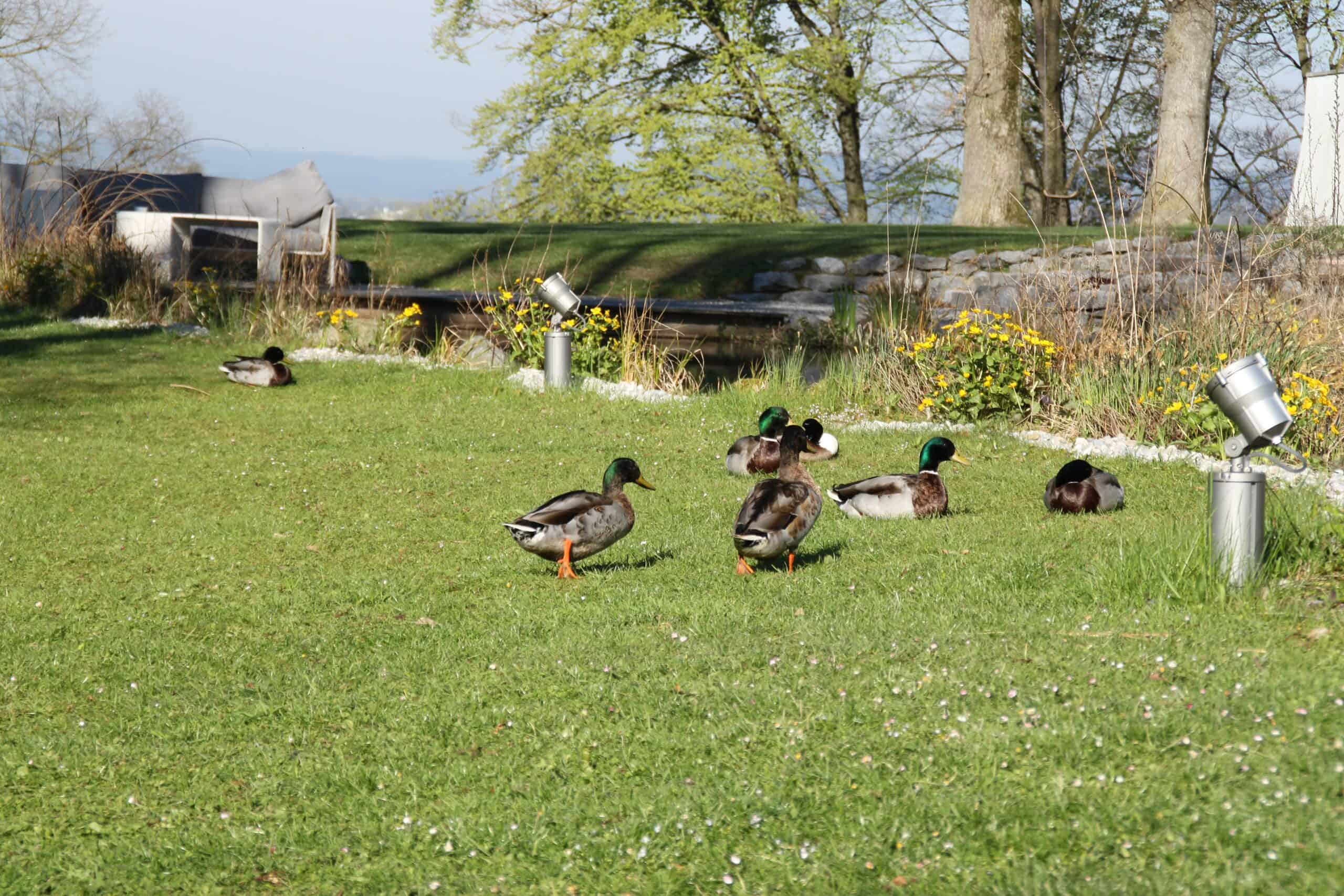 Enten_Frühling