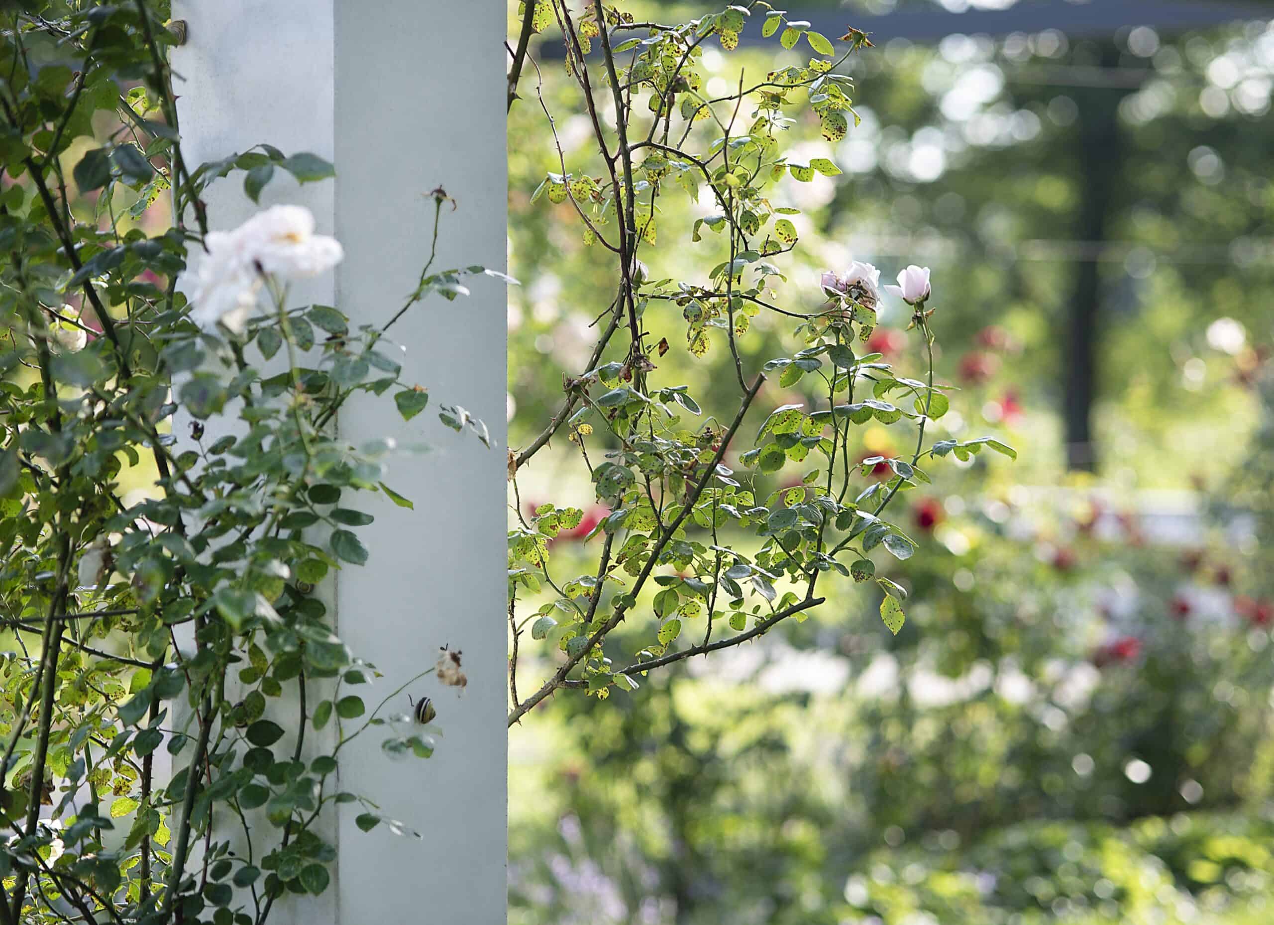 Rosengarten im Frühsommer