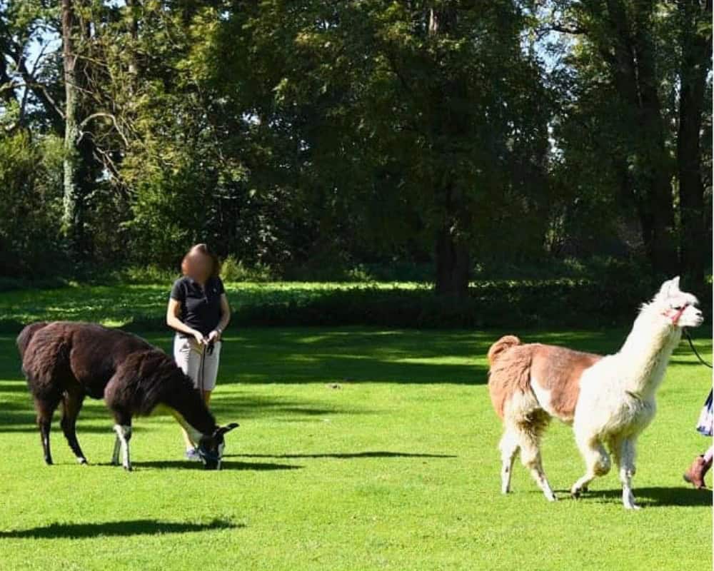 Spaziergang mit Alpakas