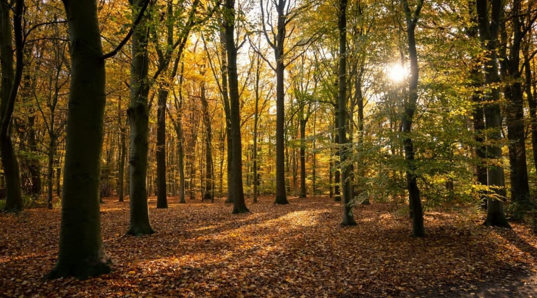 Herbst-Special
